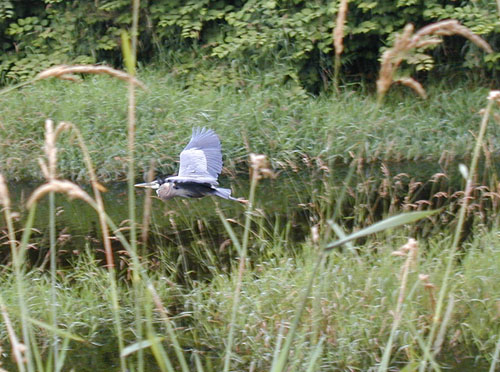 heron